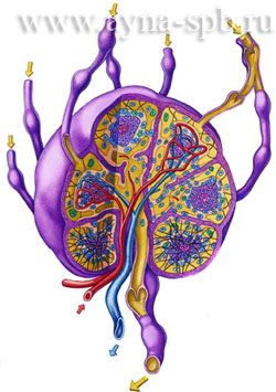 Лимфатические узлы : нормальная анатомия | e-Anatomy